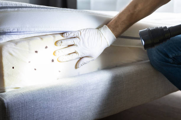 Best Wasp Removal Services  in Rockmart, GA